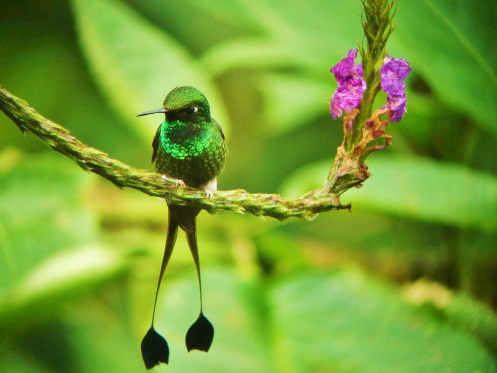 Mindo Garden Lodge And Wildlife Reserve ภายนอก รูปภาพ