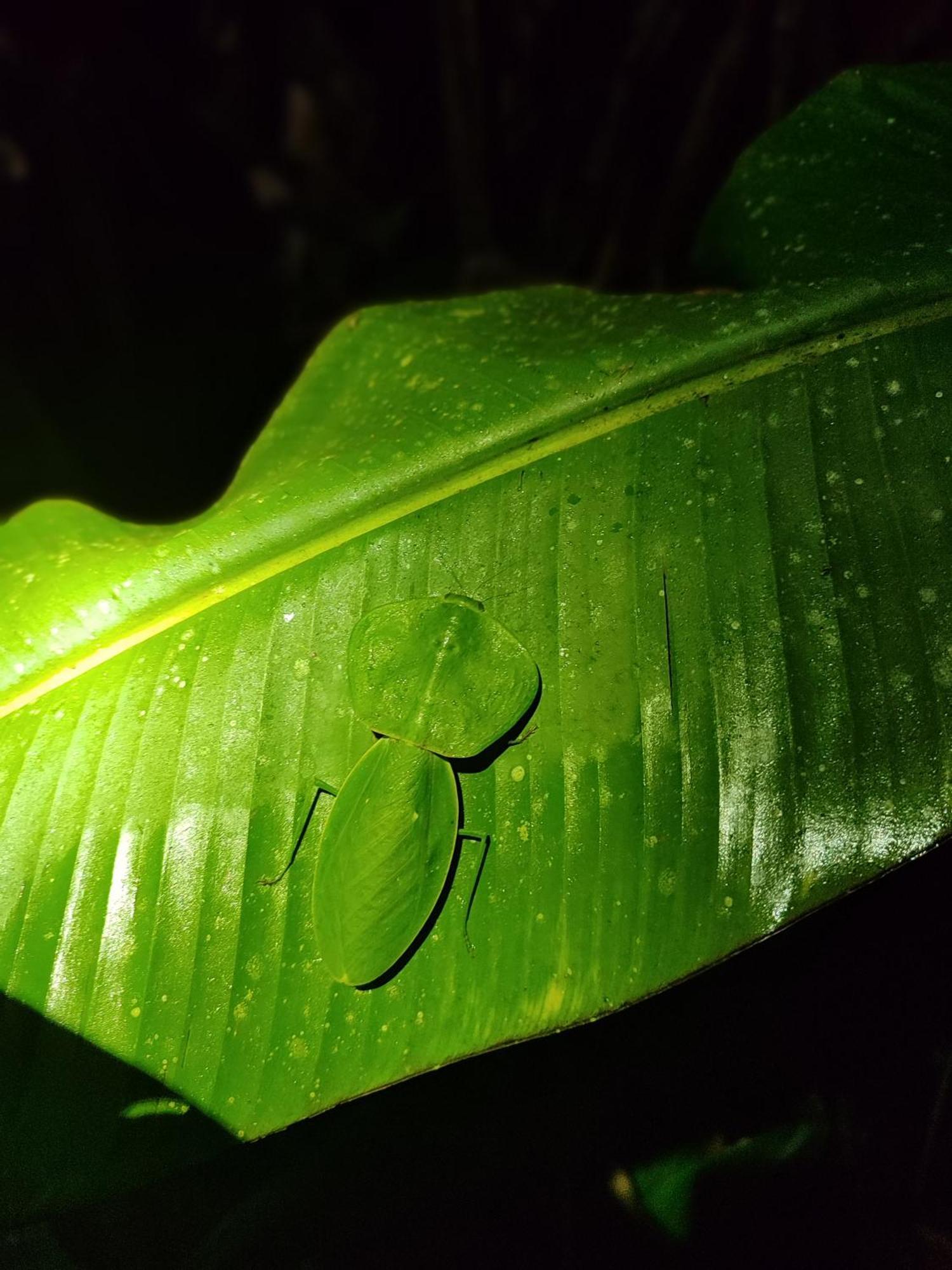 Mindo Garden Lodge And Wildlife Reserve ภายนอก รูปภาพ