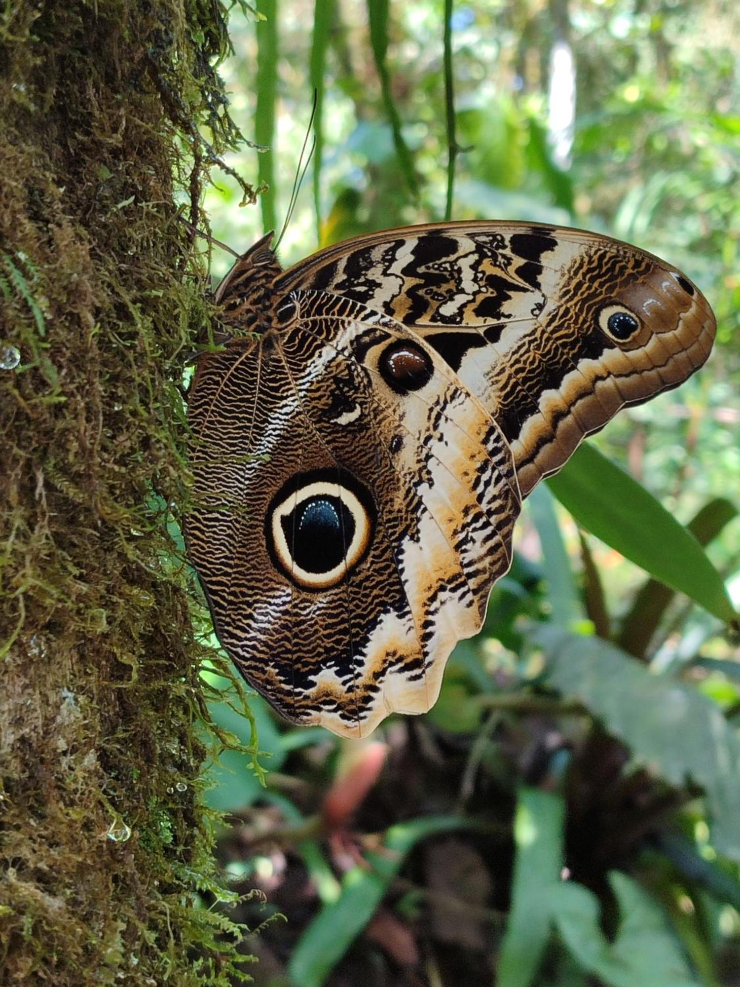 Mindo Garden Lodge And Wildlife Reserve ภายนอก รูปภาพ