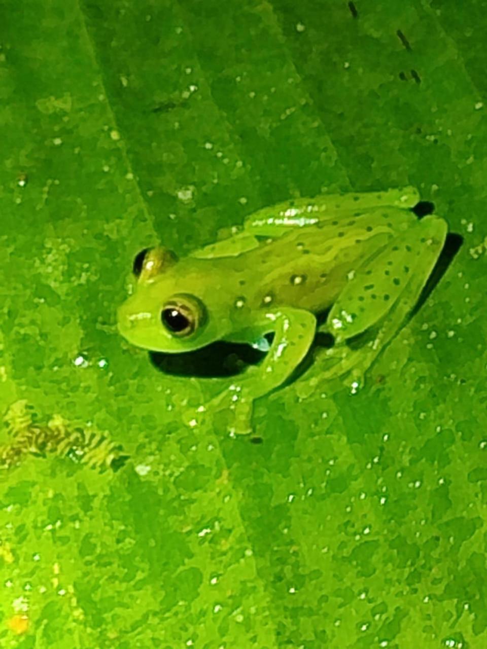 Mindo Garden Lodge And Wildlife Reserve ภายนอก รูปภาพ