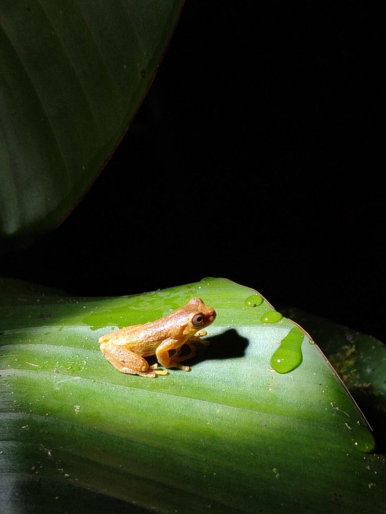 Mindo Garden Lodge And Wildlife Reserve ภายนอก รูปภาพ