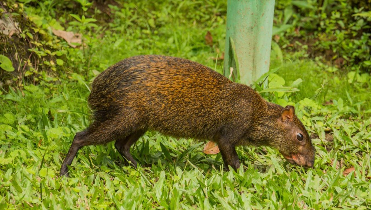 Mindo Garden Lodge And Wildlife Reserve ภายนอก รูปภาพ